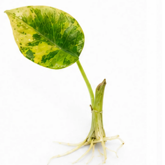 Alocasia Maharani Golden Var / Maharani Lime (Single Leaf for Shipping) – Tissue Culture