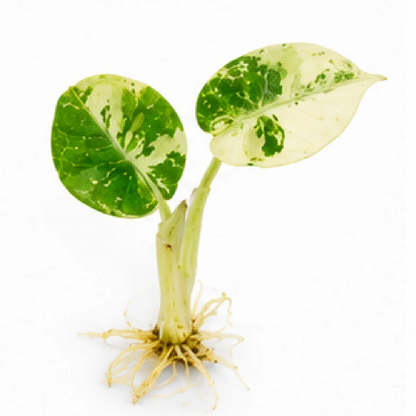 Alocasia Ninja Albo Var – Tissue Culture