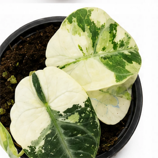 Alocasia Ninja Albo Var – Tissue Culture