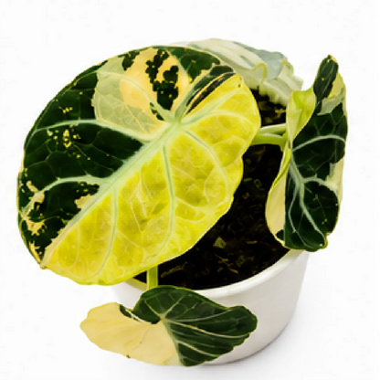 Alocasia Ninja Aurea Var – Tissue Culture