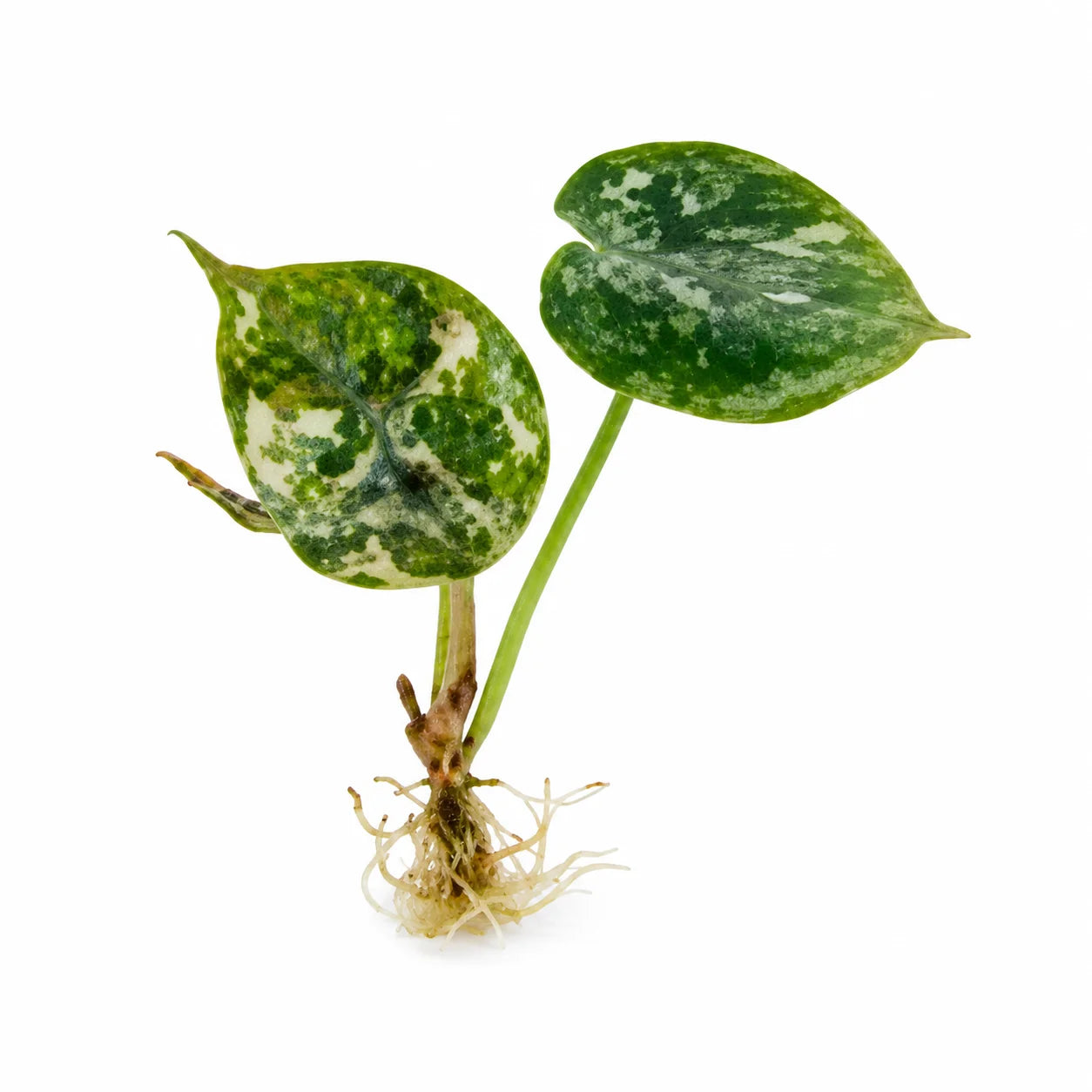 Alocasia Azlanii Pink Var – Tissue Culture