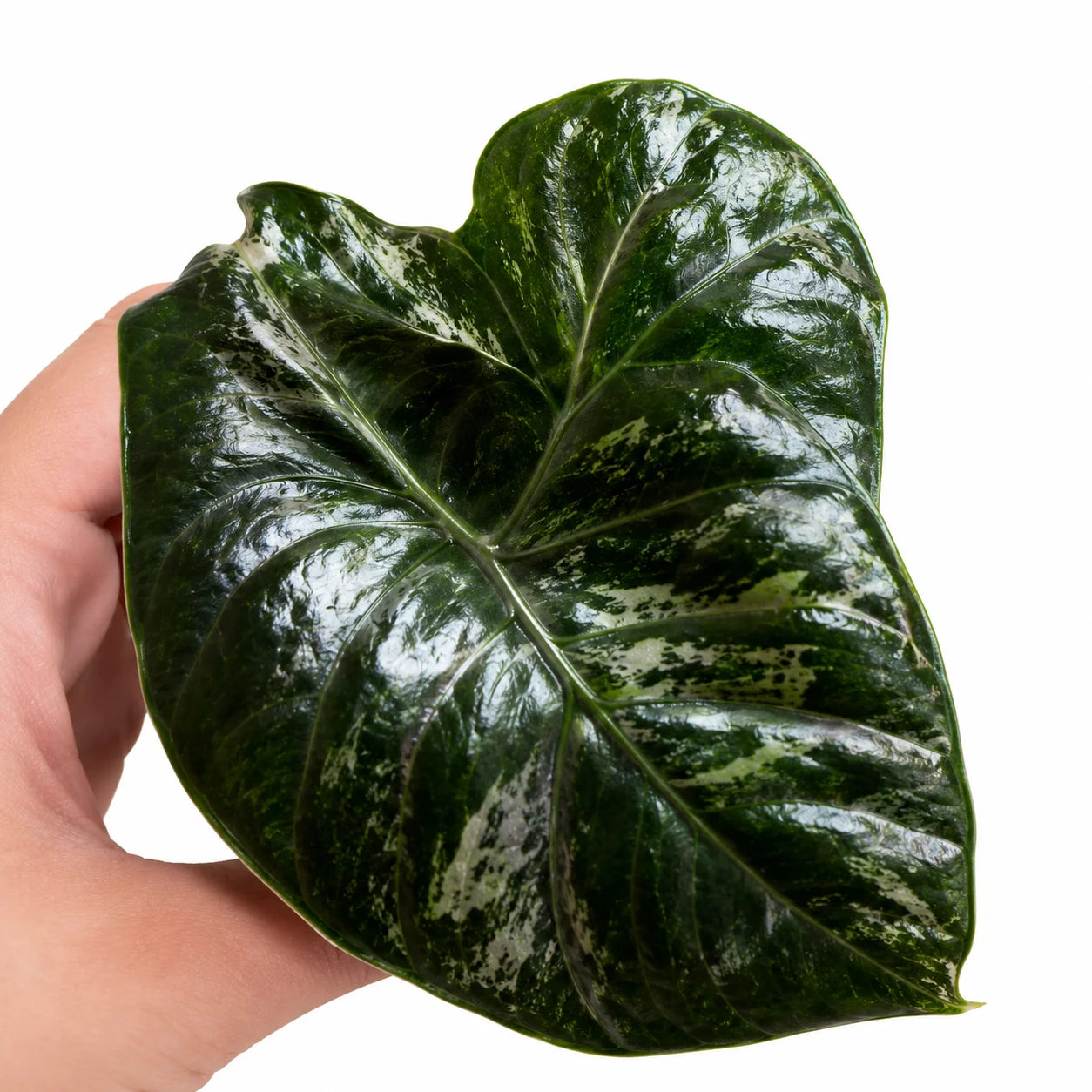 Alocasia Azlanii Pink Var – Tissue Culture