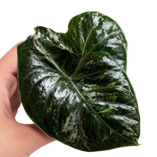 Alocasia Azlanii Pink Var – Tissue Culture