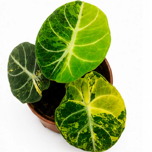 Alocasia Ninja Aurea Var – Tissue Culture