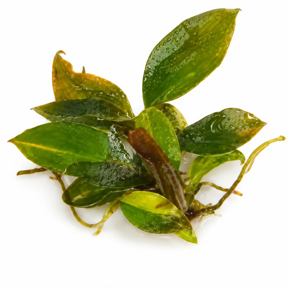 Philodendron Red Imperial Var Tissue Culture