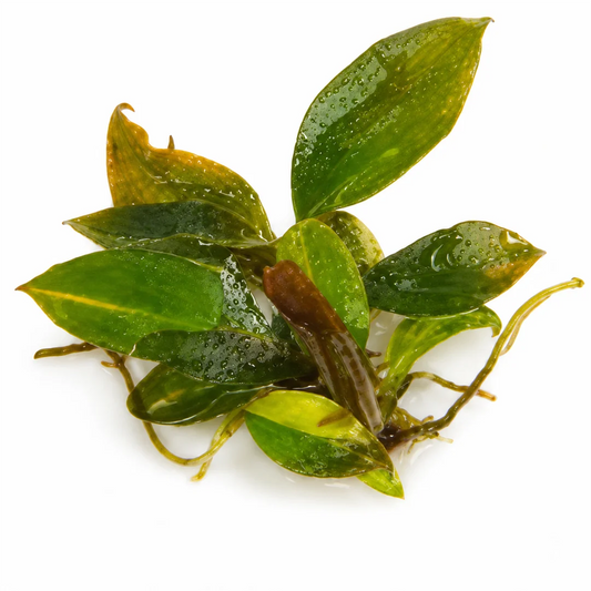 Philodendron Red Imperial Var Tissue Culture