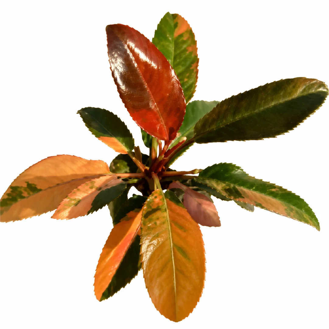 Philodendron Red Imperial Var Tissue Culture