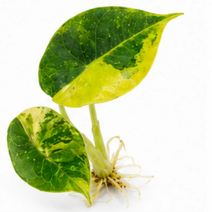 Alocasia Azlanii Aurea Var – Tissue Culture