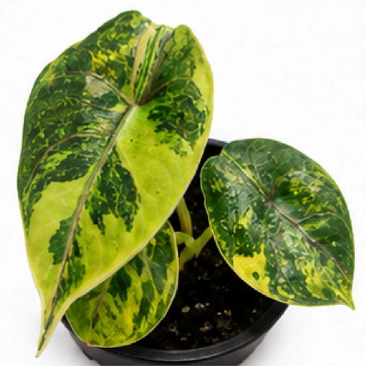 Alocasia Azlanii Aurea Var – Tissue Culture