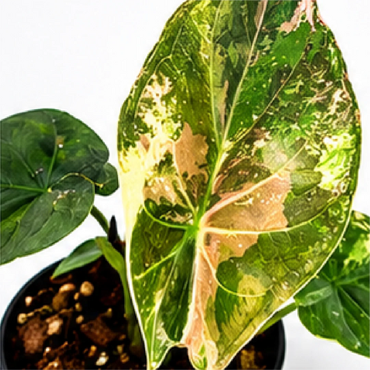 Alocasia Wentii Pink Var – Tissue Culture