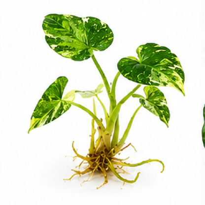 Alocasia Cucullata Crinkles Albo Var / Alocasia Triangularis Albo Var – Tissue Culture