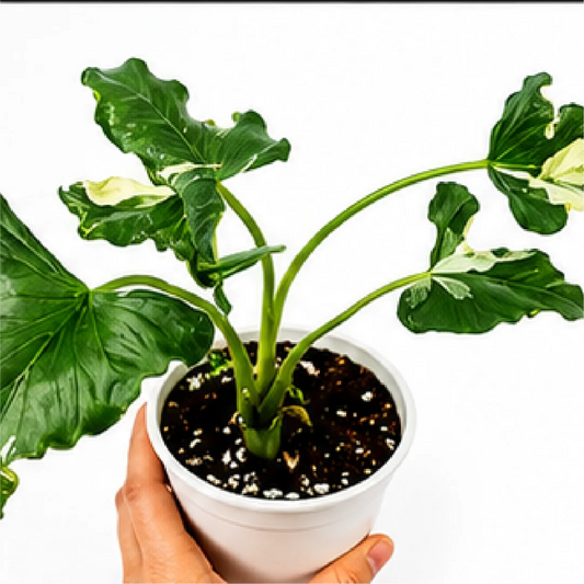 Alocasia Cucullata Crinkles Albo Var / Alocasia Triangularis Albo Var – Tissue Culture