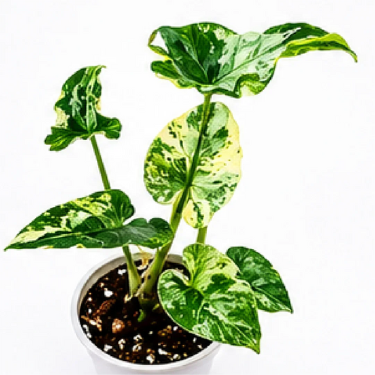 Alocasia Macrorrhizos Shock Treatment Var – Tissue Culture