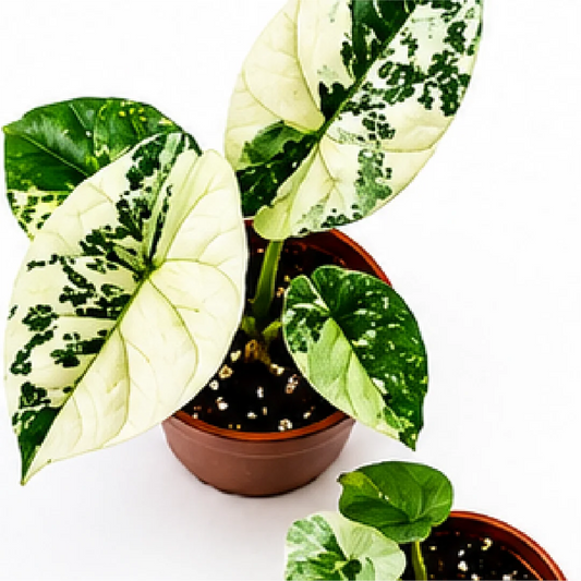 Alocasia Sinuata Albo Var – Tissue Culture