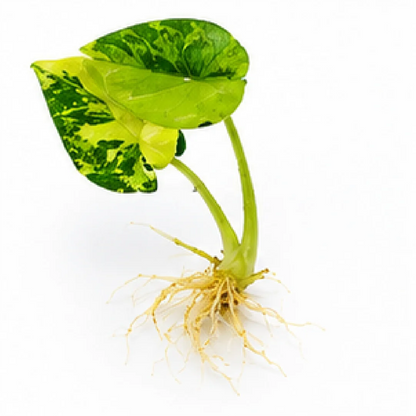 Alocasia Sinuata Aurea Var – Tissue Culture