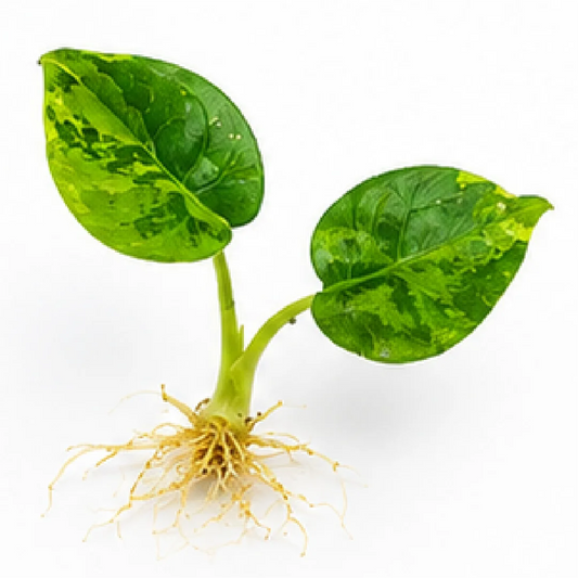 Alocasia Sinuata Aurea Var – Tissue Culture