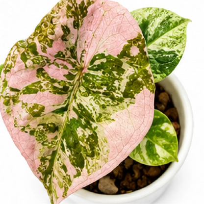 Alocasia Cuprea Albo / Pink Var – Tissue Culture
