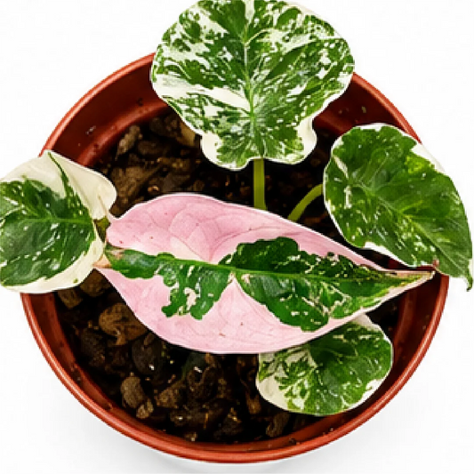 Alocasia Cuprea Albo / Pink Var – Tissue Culture