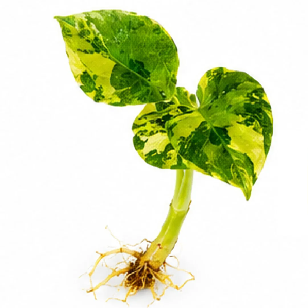 Alocasia Cuprea Golden Latte Var – Tissue Culture