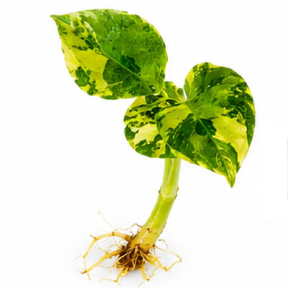 Alocasia Cuprea Golden Latte Var – Tissue Culture