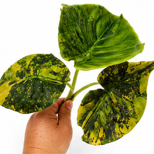 Alocasia Cuprea Golden Latte Var – Tissue Culture
