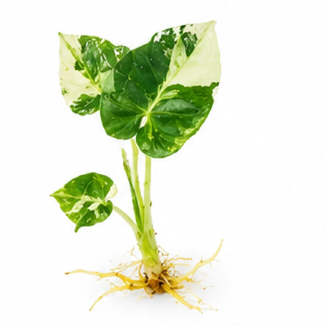 Alocasia Regal Shields Albo Var A Grade – Tissue Culture