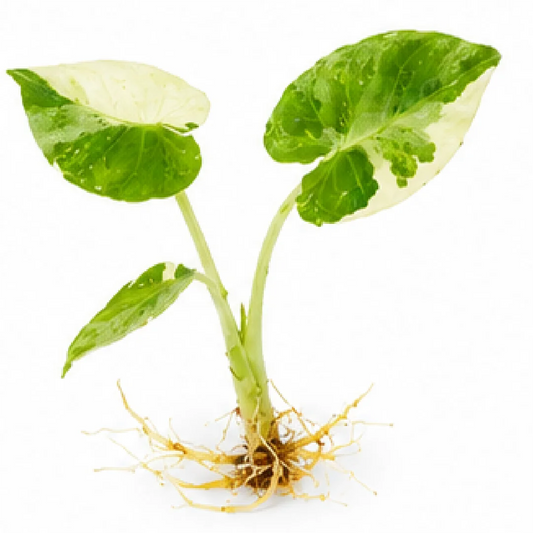 Alocasia Regal Shields Albo Var A Grade – Tissue Culture