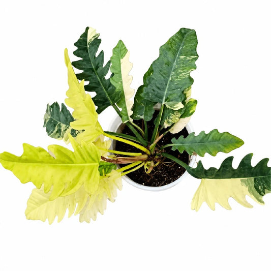 Philodendron Narrow Variegata Tissue Culture
