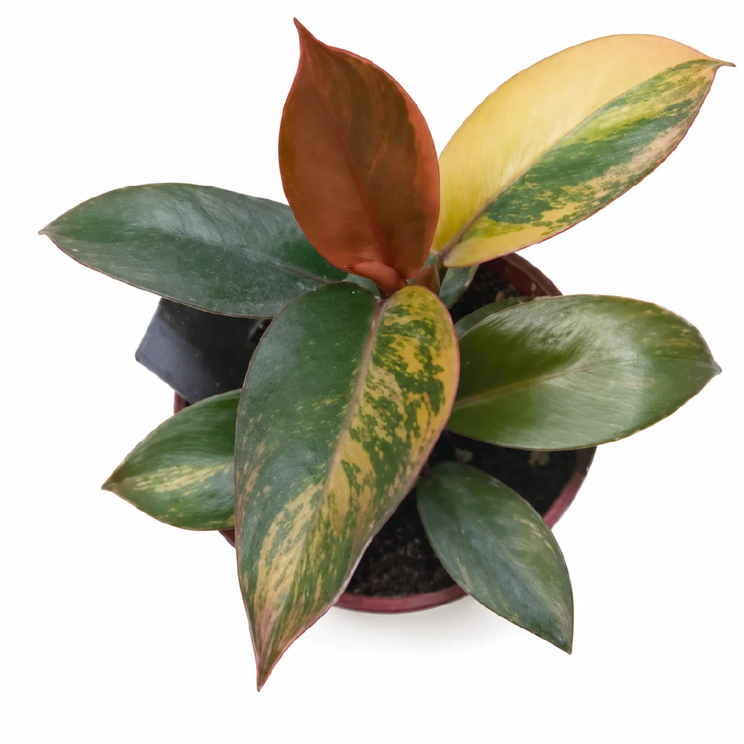 Philodendron Black Cardinal Var Tissue Culture