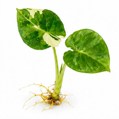 Alocasia Regal Shields Albo Var B Grade – Tissue Culture