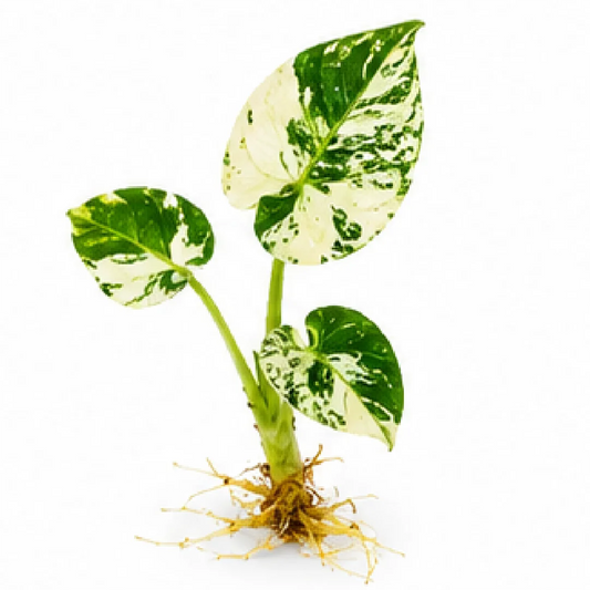 Alocasia Regal Shields Albo Var B Grade – Tissue Culture