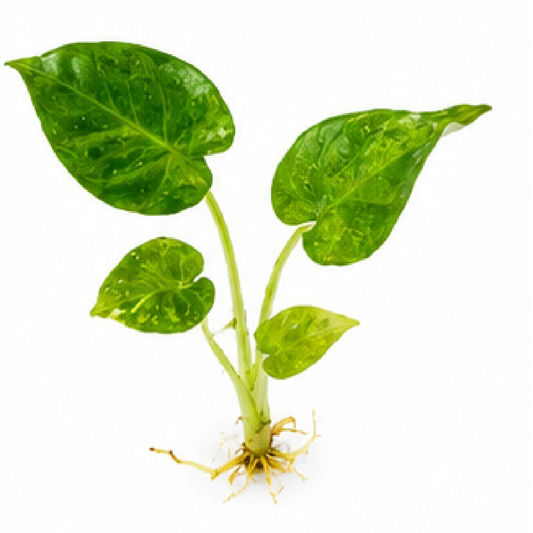Alocasia Regal Shields Aurea Var – Tissue Culture