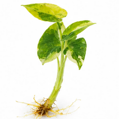 Alocasia Sarian Aurea Var – Tissue Culture