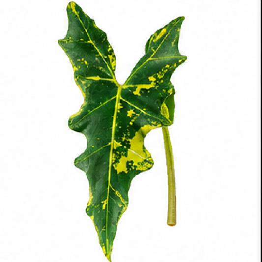 Alocasia Sarian Aurea Var – Tissue Culture