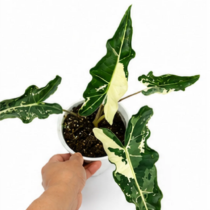 Alocasia Sarian Albo Var – Tissue Culture
