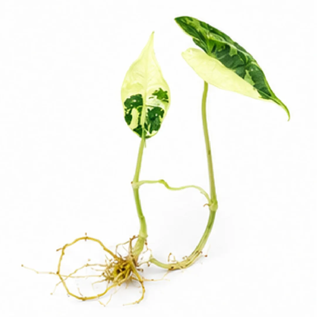 Alocasia Sarian Albo Var – Tissue Culture