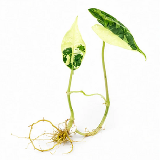 Alocasia Sarian Albo Var – Tissue Culture