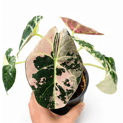 Alocasia Black Velvet Pink Var (Single Leaf for Shipping) – Tissue Culture