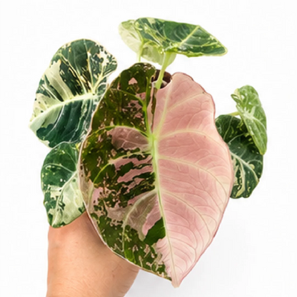 Alocasia Black Velvet Pink Var (Single Leaf for Shipping) – Tissue Culture