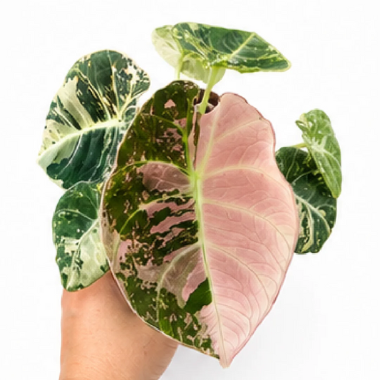Alocasia Black Velvet Pink Var (Single Leaf for Shipping) – Tissue Culture
