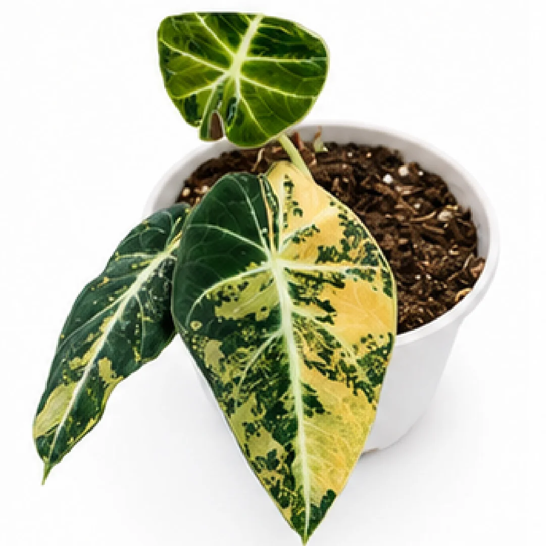 Alocasia Black Velvet Aurea Var – Tissue Culture