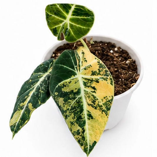 Alocasia Black Velvet Aurea Var – Tissue Culture
