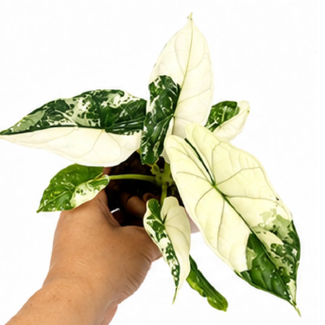 Alocasia Dragon Scale Albo Var – Tissue Culture