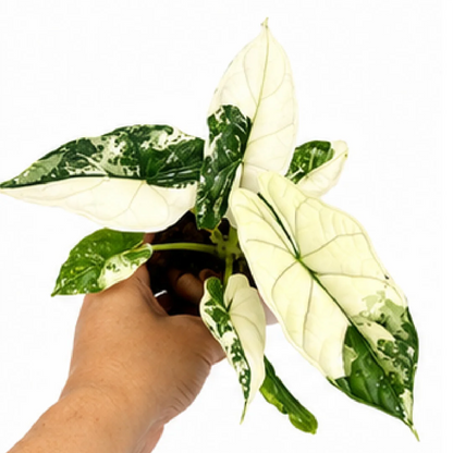 Alocasia Dragon Scale Albo Var – Tissue Culture