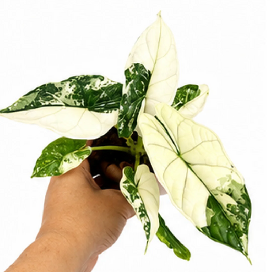 Alocasia Dragon Scale Albo Var – Tissue Culture