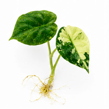 Alocasia Dragon Scale Albo Galaxy Var – Tissue Culture
