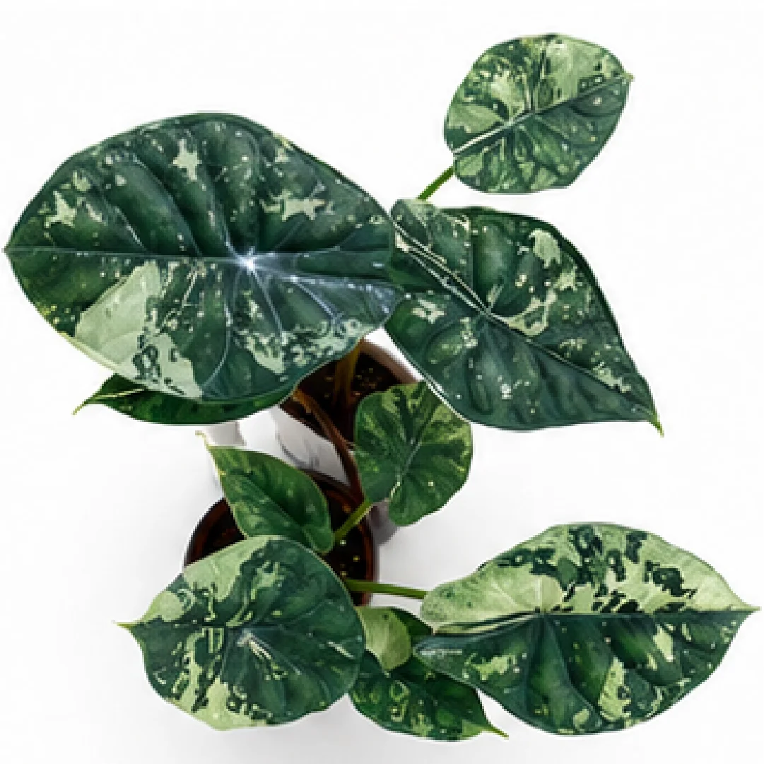 Alocasia Dragon Scale Albo Galaxy Var – Tissue Culture