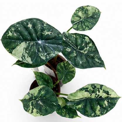 Alocasia Dragon Scale Albo Galaxy Var – Tissue Culture