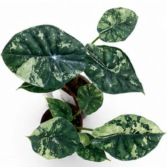 Alocasia Dragon Scale Albo Galaxy Var – Tissue Culture