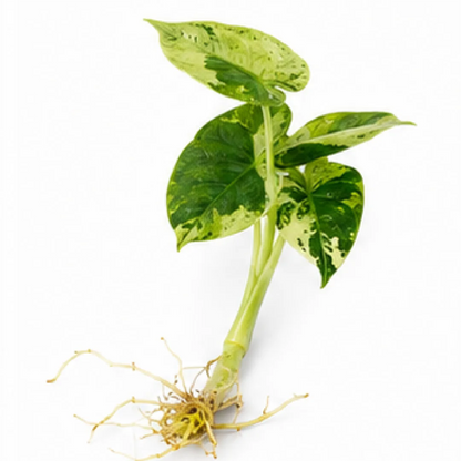 Alocasia Dragon Scale Tricolor Var (Albo & Aurea) – Tissue Culture  Description: